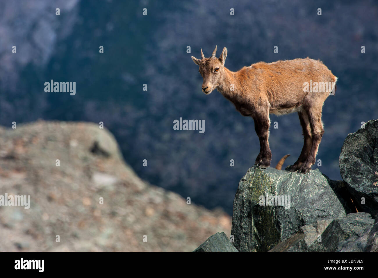 alpine ibex (Capra ibex, Capra ibex ibex), young ibex standing on a boulder looking onto valley, Switzerland, Valais, Saas Fee Stock Photo