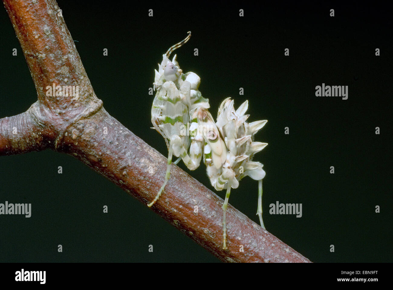 Wahlbergi's Spiny Flower Mantis, Wahlbergis Spiny Flower Mantis (Pseudocreobotra wahlbergi), on a branch Stock Photo