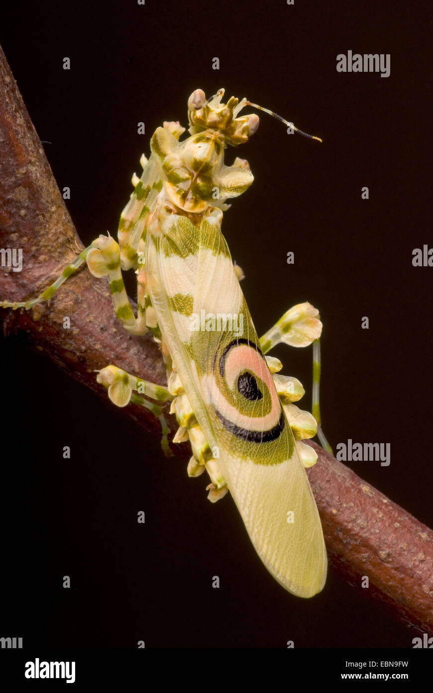 Wahlbergi's Spiny Flower Mantis, Wahlbergis Spiny Flower Mantis (Pseudocreobotra wahlbergi), on a branch Stock Photo