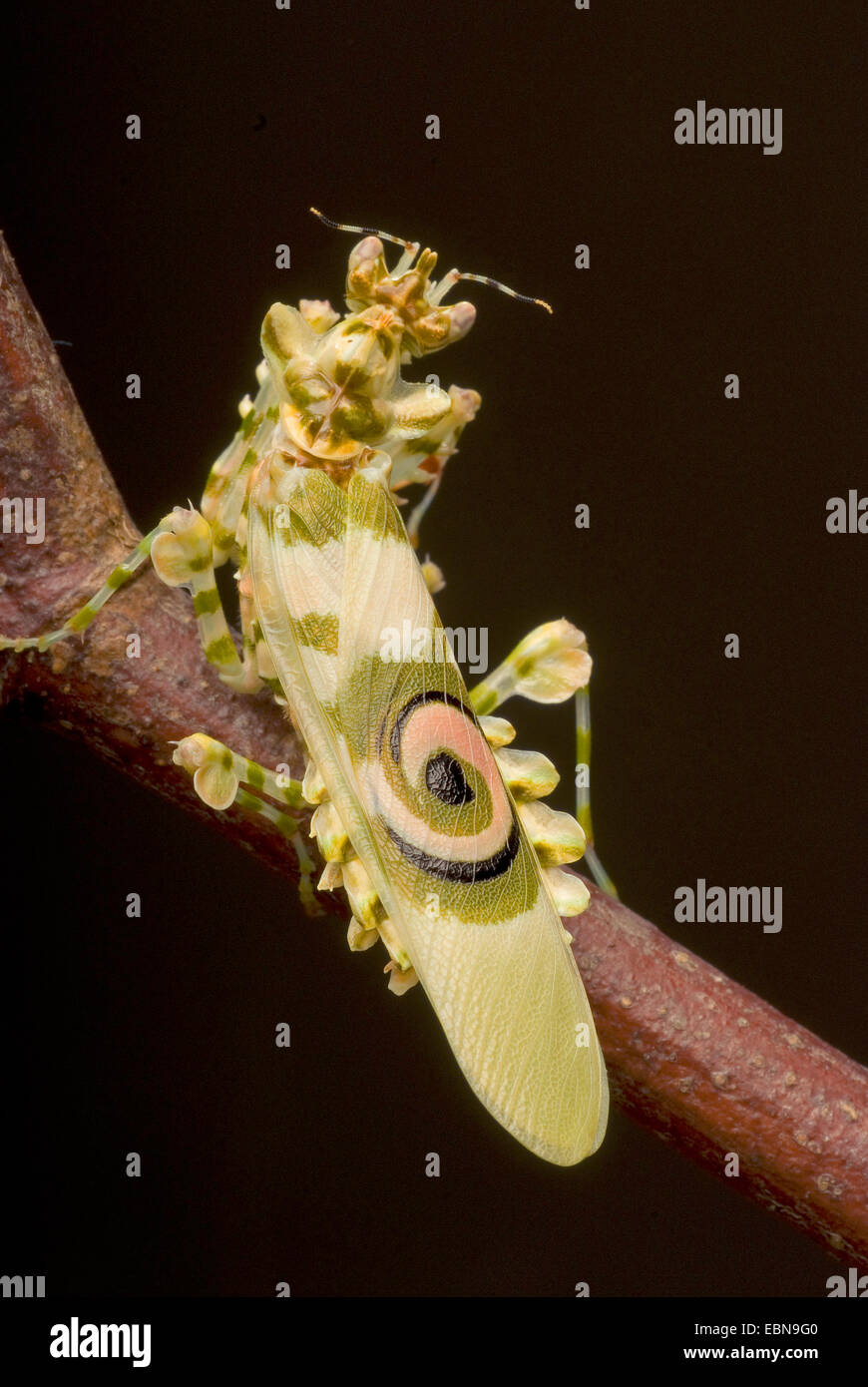 Wahlbergi's Spiny Flower Mantis, Wahlbergis Spiny Flower Mantis (Pseudocreobotra wahlbergi), on a branch Stock Photo