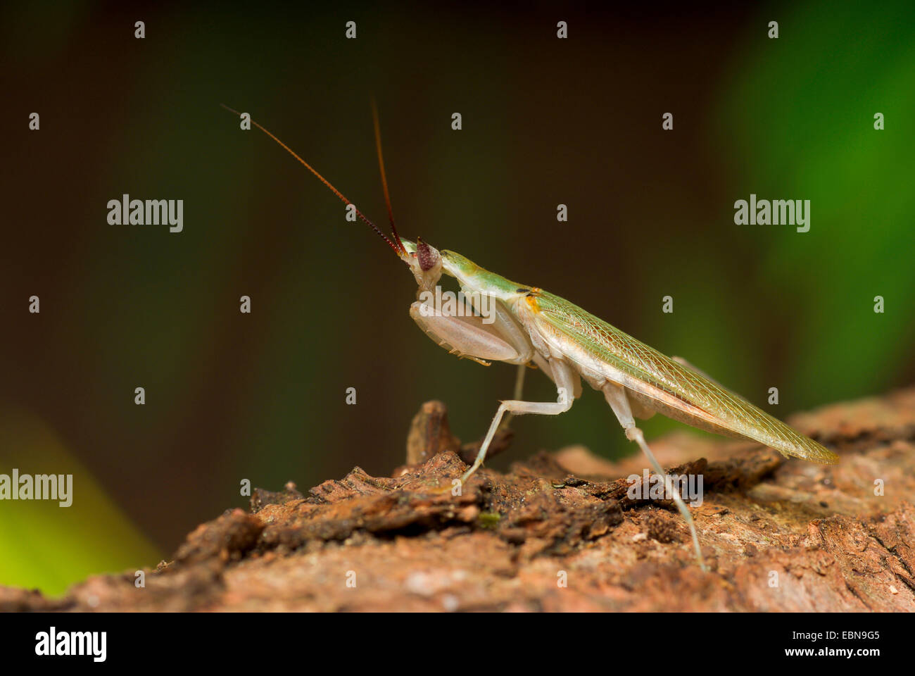 Gambian Spotted-eye Flower Mantis (Pseudoharpax virescens), female Stock Photo