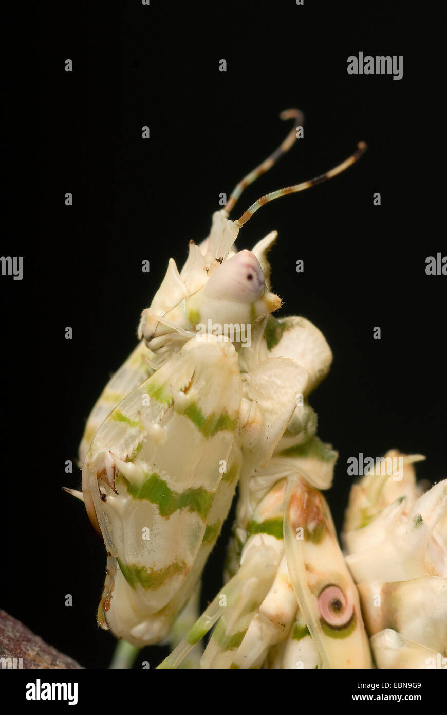 Wahlbergi's Spiny Flower Mantis, Wahlbergis Spiny Flower Mantis (Pseudocreobotra wahlbergi), portrait Stock Photo