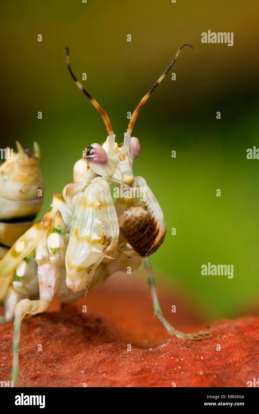 Ocellated Spiny Flower Mantis (Pseudocreobotra ocellata), portrait Stock Photo