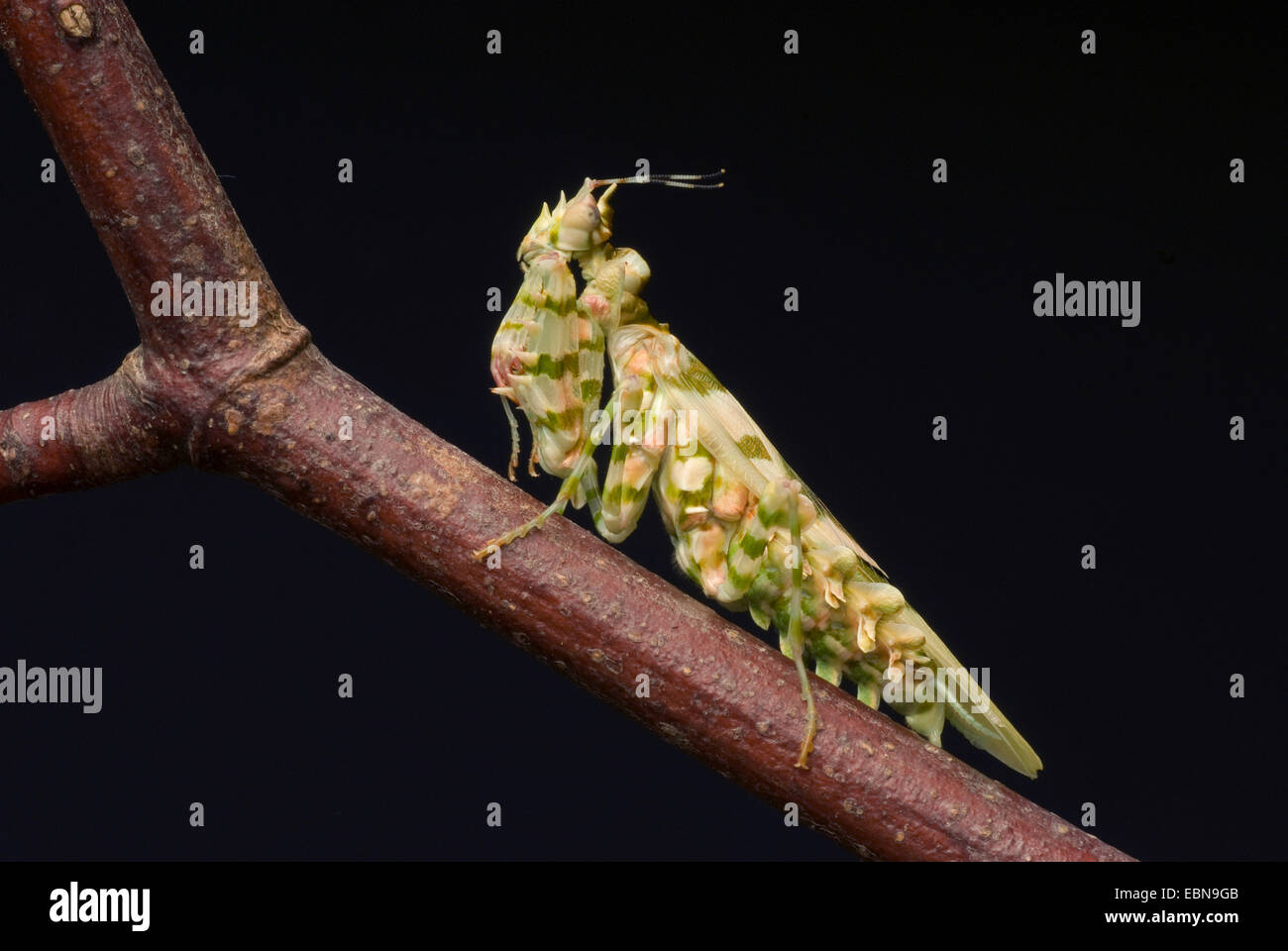 Wahlbergi's Spiny Flower Mantis, Wahlbergis Spiny Flower Mantis (Pseudocreobotra wahlbergi), on a branch Stock Photo