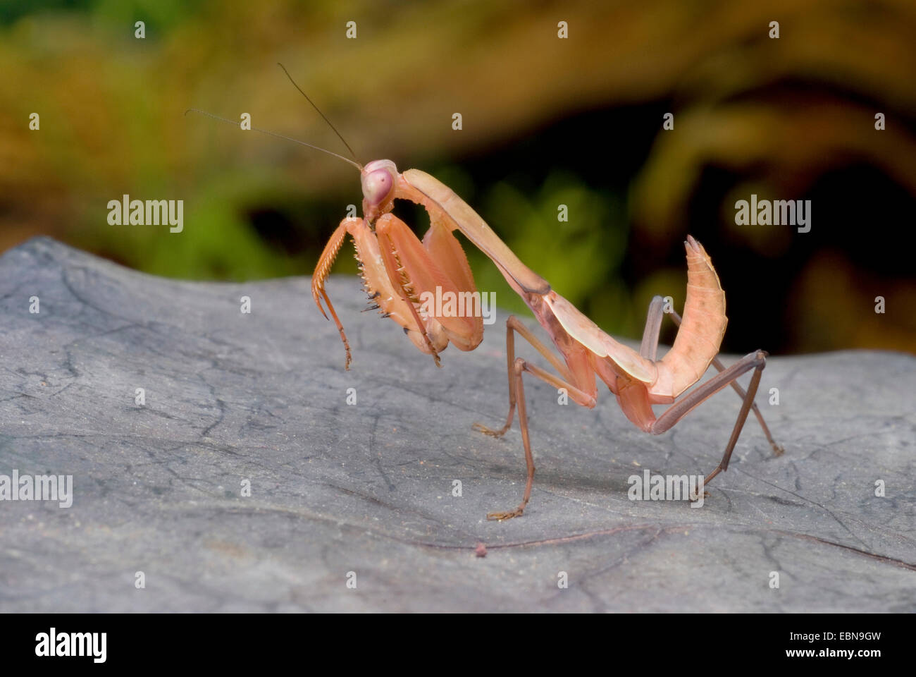 Giant Malaysian shield praying mantis (Rhombodera basalis), sitting on ...