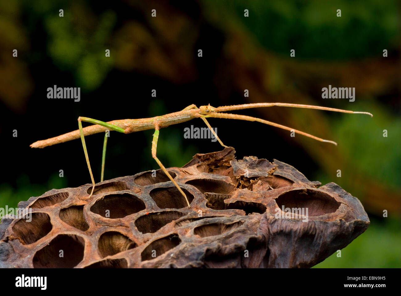Vietnamese Stick Bug (Ramulus artemis, Baculum artemis), on a seed vessel Stock Photo