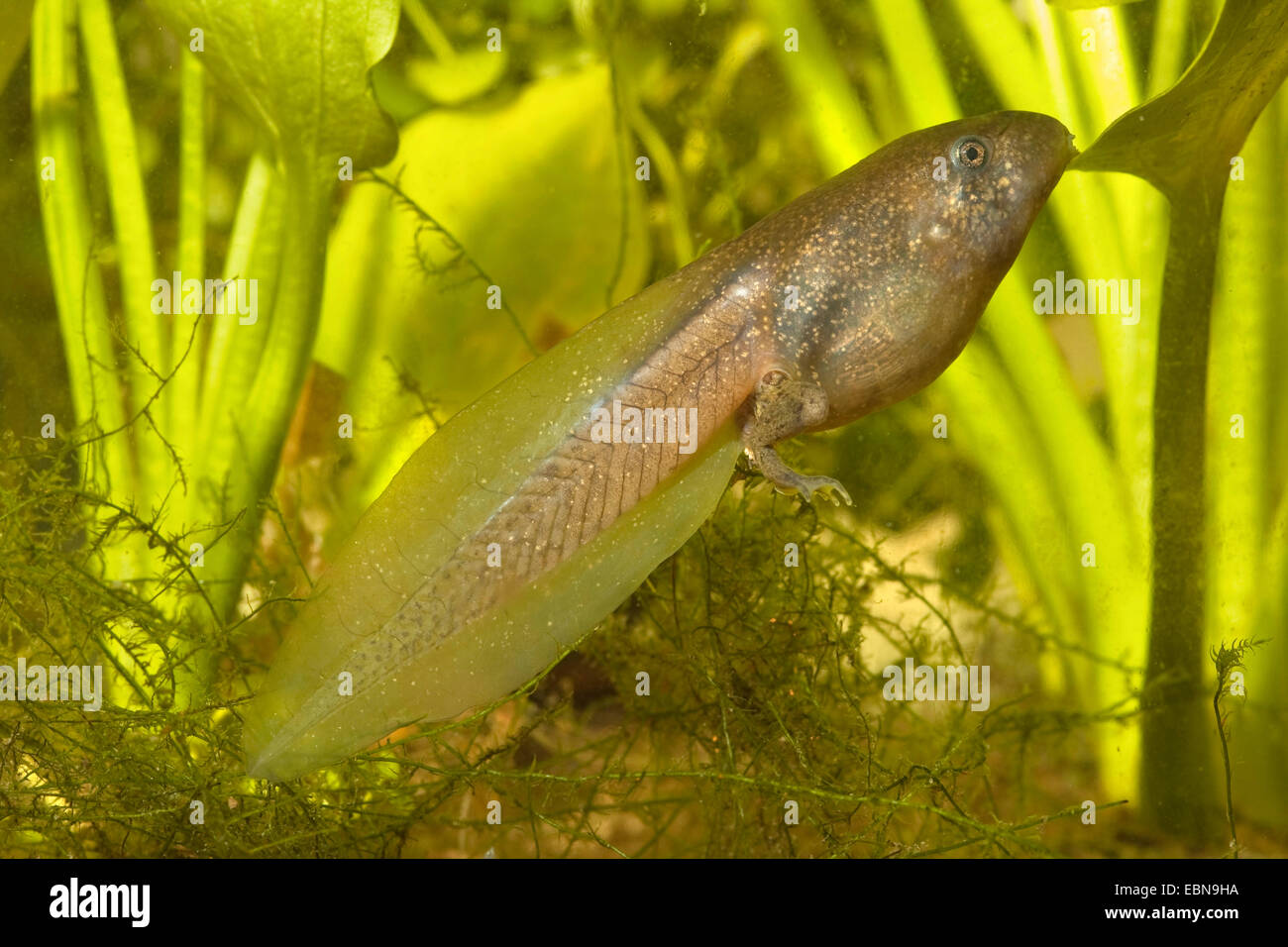 common spadefoot, garlic toad (Pelobates fuscus), tadpole with hind legs, Germany, Bavaria Stock Photo