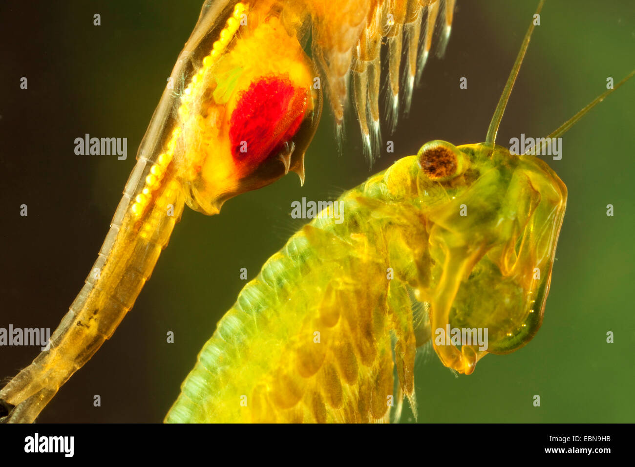 Tanymastix stagnalis (Tanymastix stagnalis), detail shot of two animals with female breeding pouch and male front appendices clear to see, Germany, Bavaria, Lake Chiemsee Stock Photo