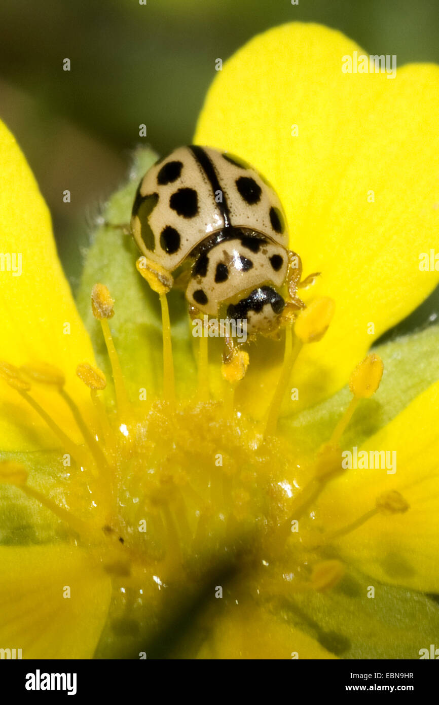 Sixteen-spot ladybird, 16-Spot Ladybird (Tytthaspis sedecimpunctata), on Alpine Cinquefoil, Potentilla verna Stock Photo
