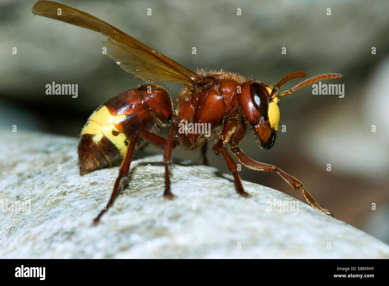Oriental hornet (Vespa orientalis), side view Stock Photo