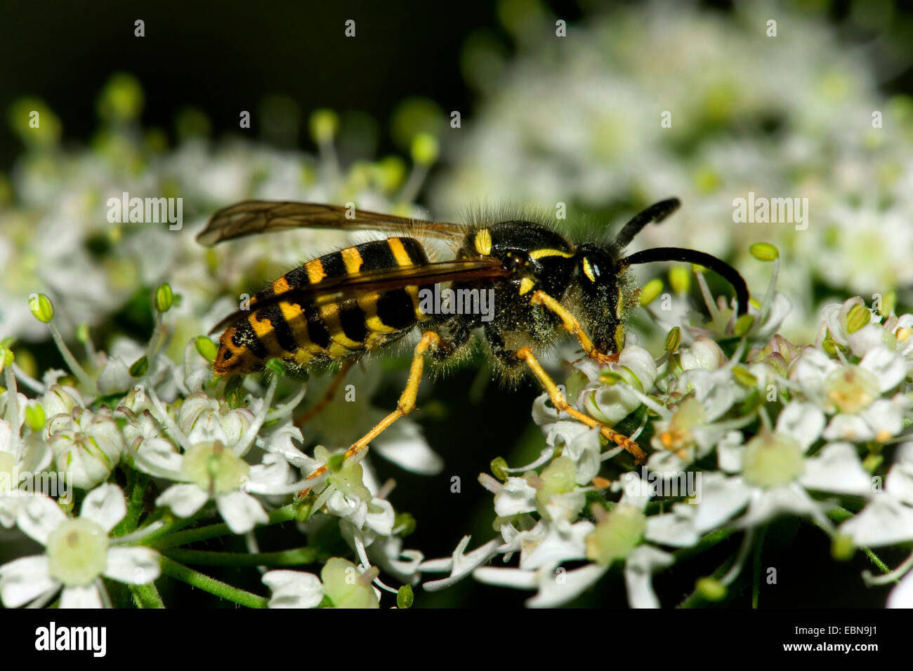 common wasp (Vespula vulgaris, Paravespula vulgaris), on composite, Germany Stock Photo