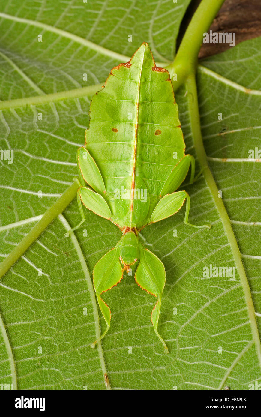 Leaf-Insect, leaf insect (Phyllium siccifolium), on a leaf Stock Photo