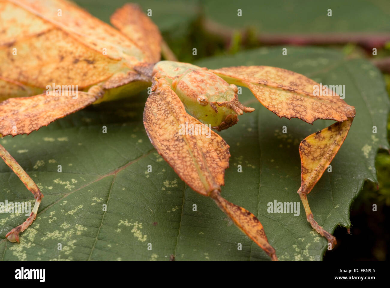 Leaf insect phyllium hi-res stock photography and images - Alamy