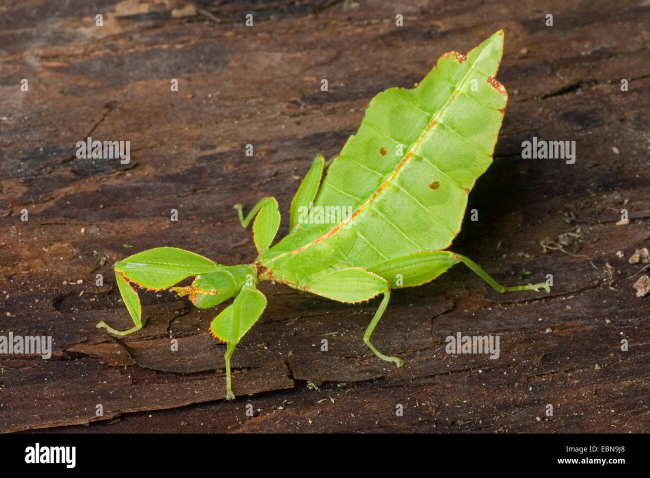 Leaf-Insect, leaf insect (Phyllium siccifolium), on bark Stock Photo