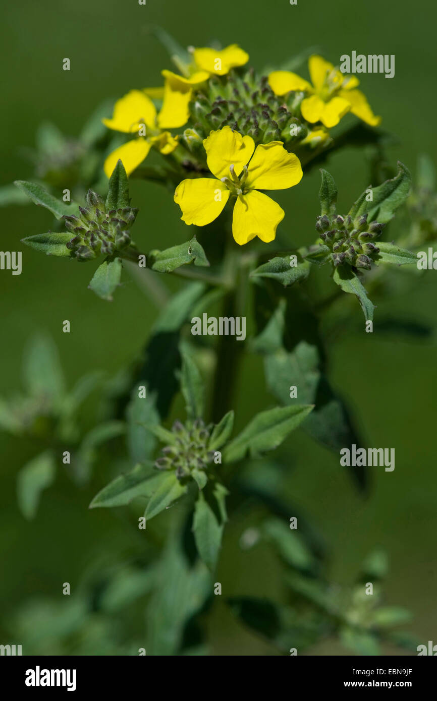 Wallflower Stock Photos & Wallflower Stock Images Alamy