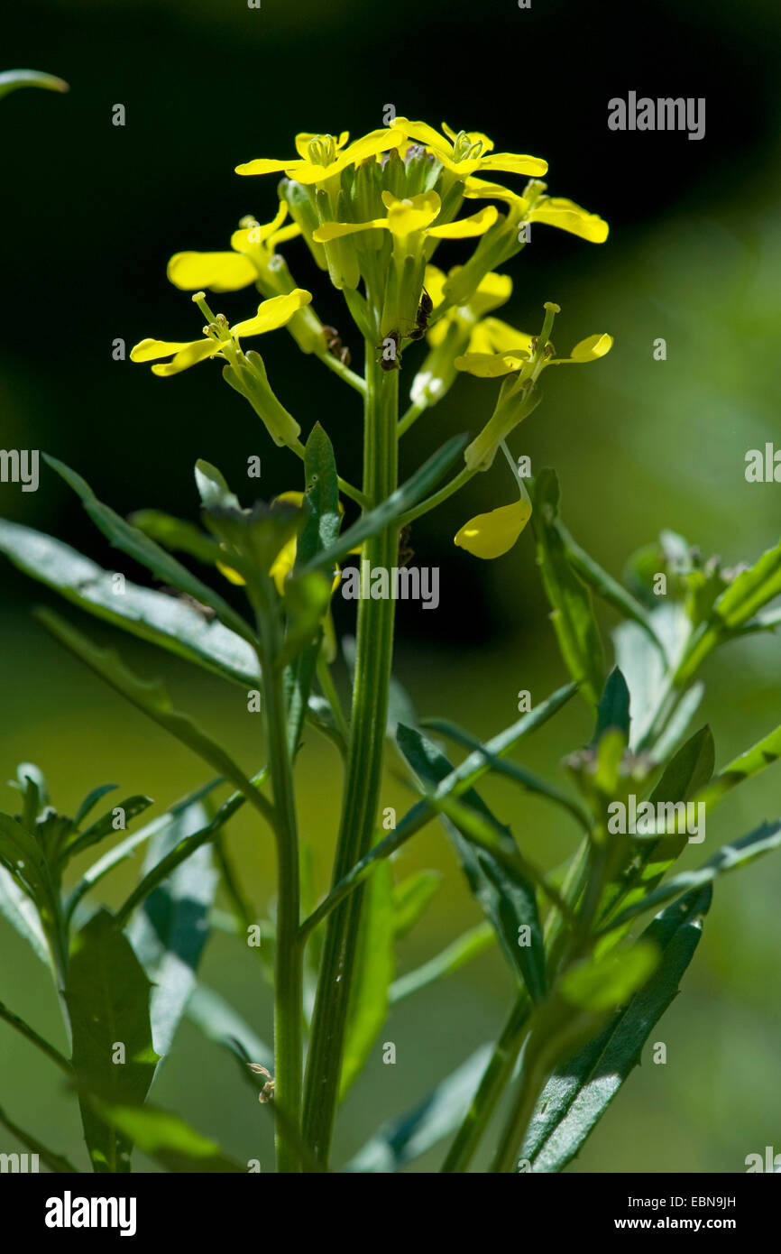 Smelly plant hires stock photography and images Alamy