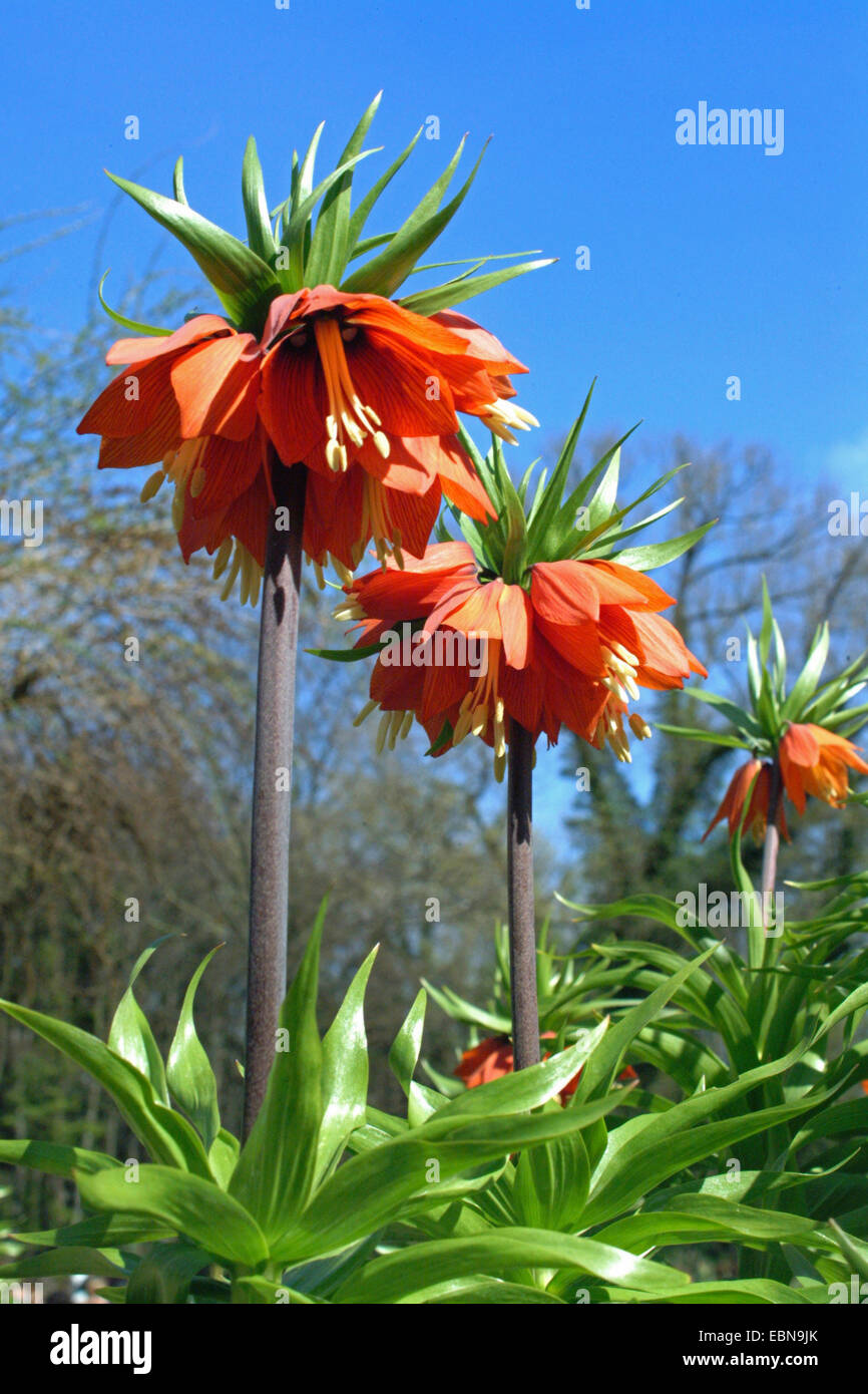crown imperial lily (Fritillaria imperialis), blooming Stock Photo Alamy