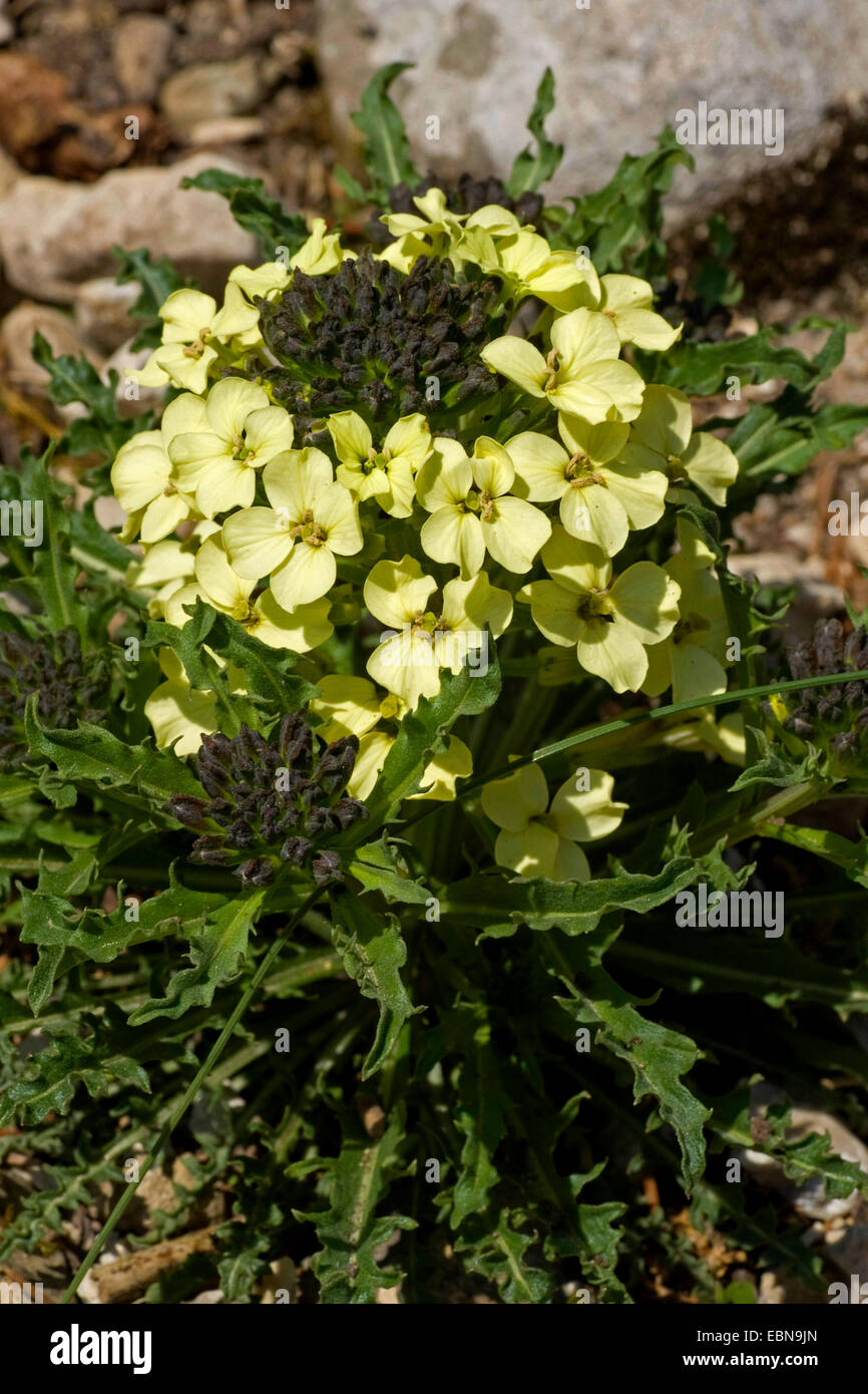 Witmann's Wallflowers (Erysimum witmannii), blooming Stock Photo