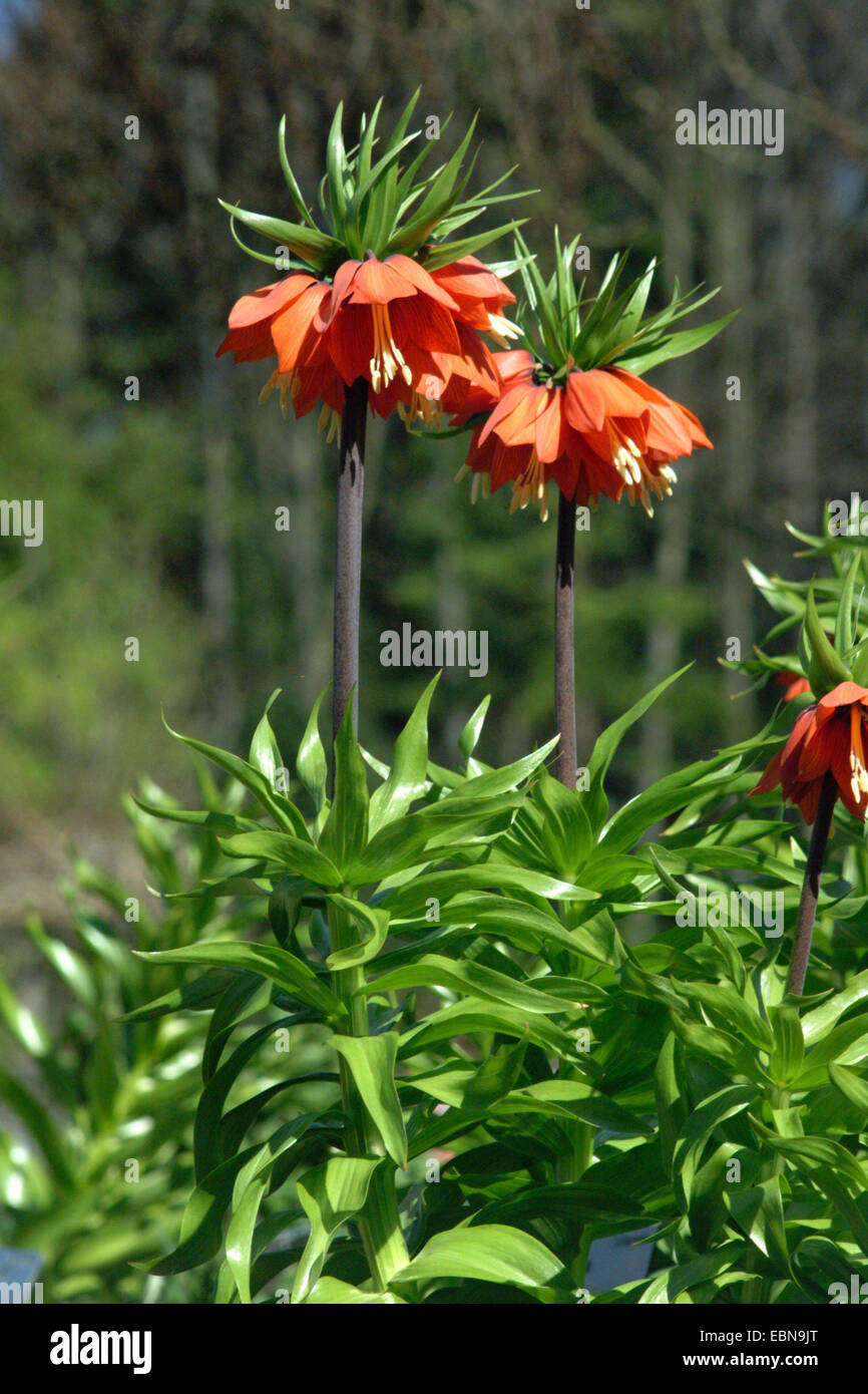 crown imperial lily (Fritillaria imperialis), blooming Stock Photo