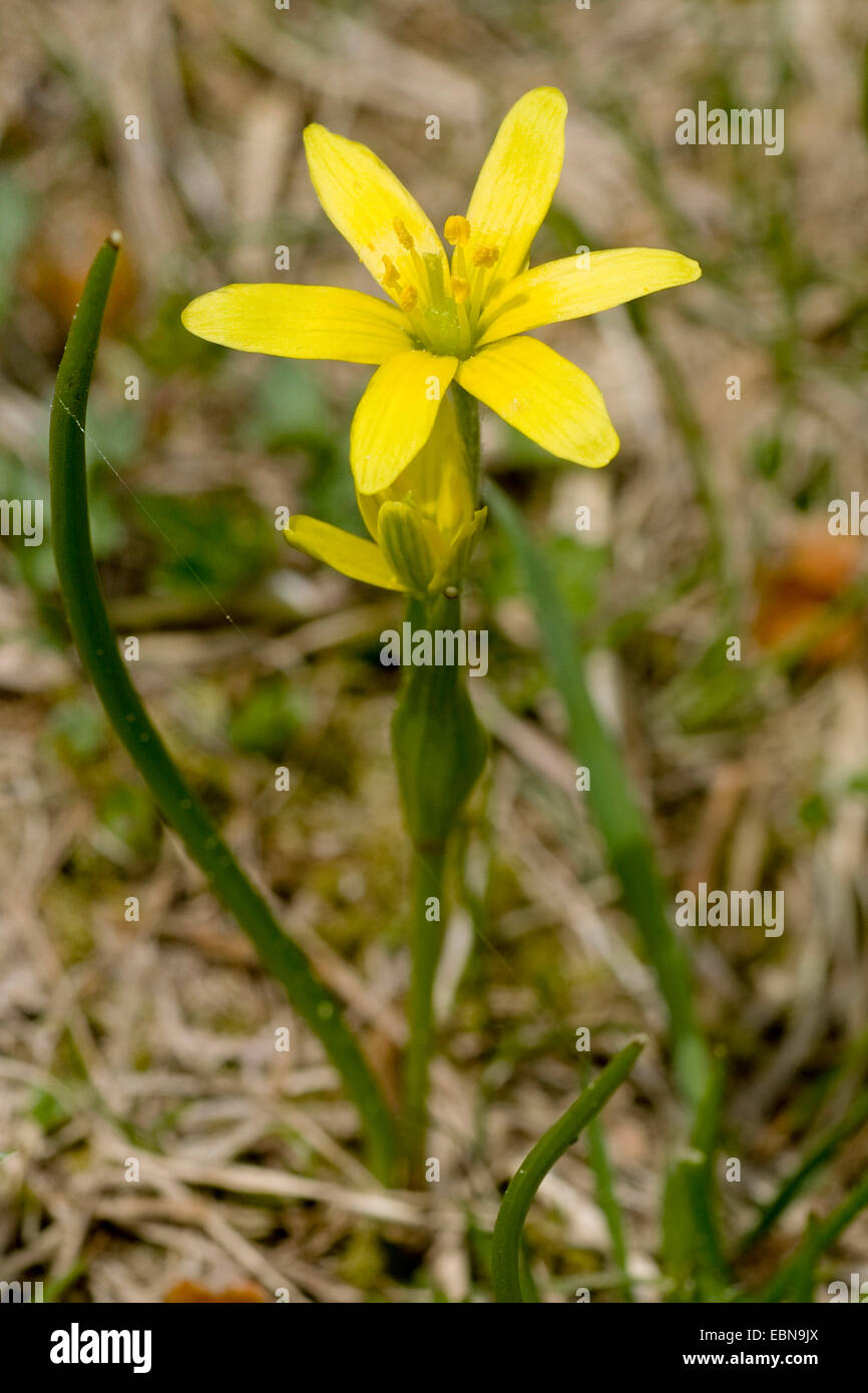 Yellow Gagea (Gagea fistulosa), bloomng, Switzerland, Winterluecke/ Stock Photo