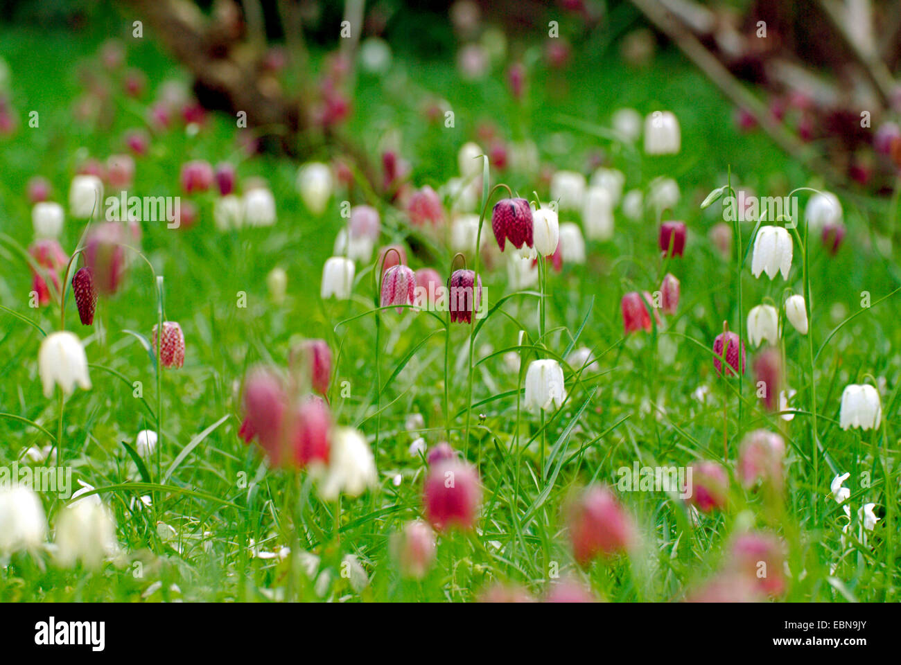 common fritillary, snake's-head fritillaria (Fritillaria meleagris), blooming in white and violet in a meadow, Germany Stock Photo