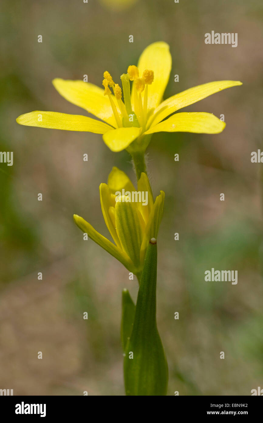 Yellow Gagea (Gagea fistulosa), bloomng, Switzerland Stock Photo