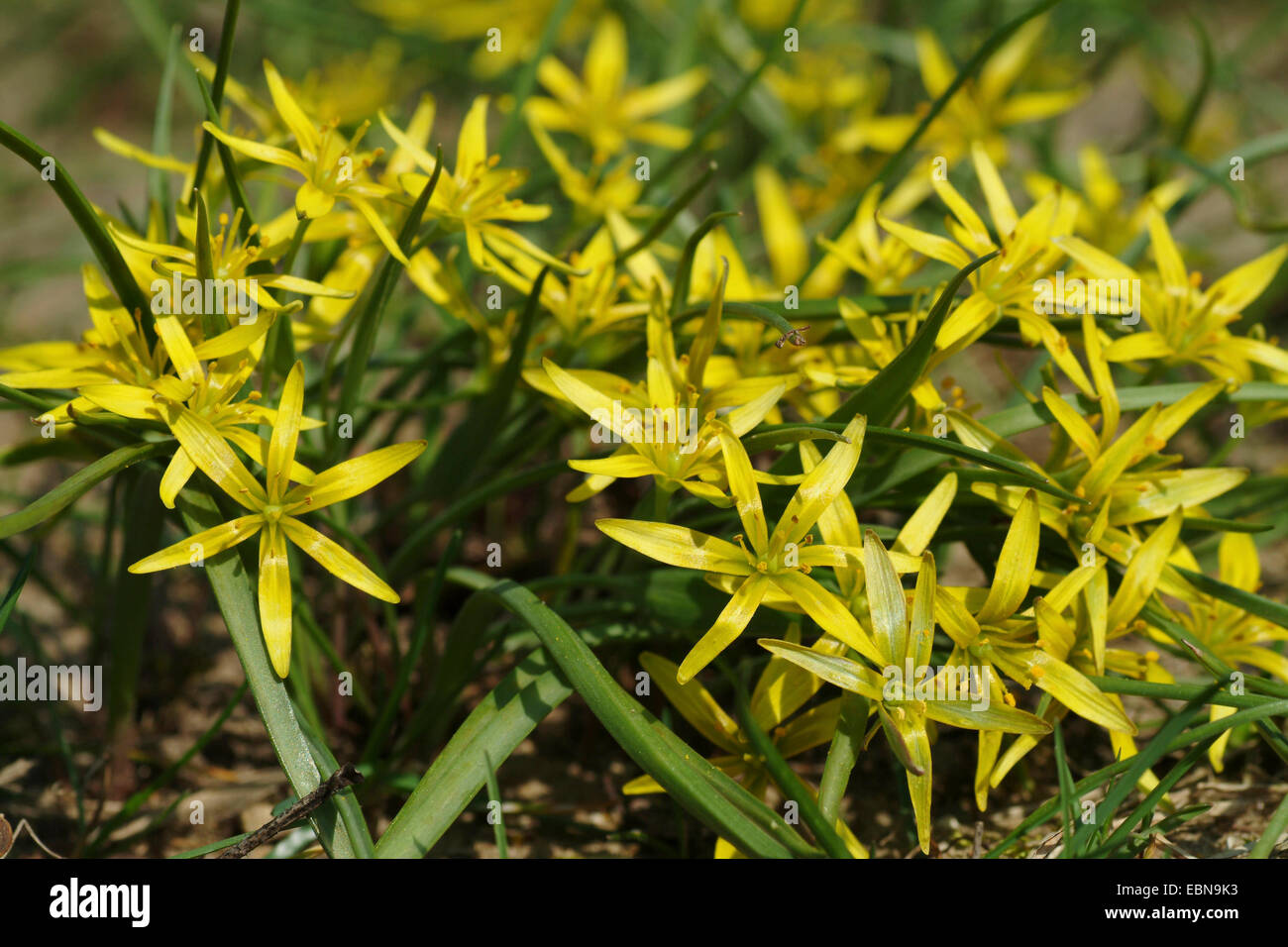 Meadow gagea (Gagea pratensis), blooming, Germany Stock Photo