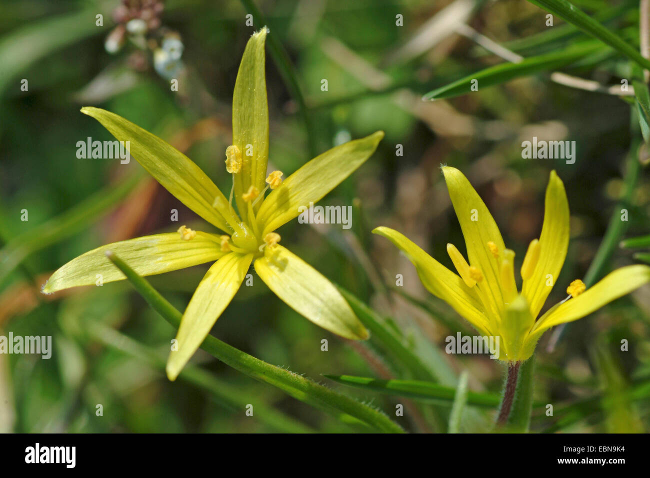 hairy star-of-Bethlehem (Gagea villosa, Gagea arvensis), flowers, Germany Stock Photo