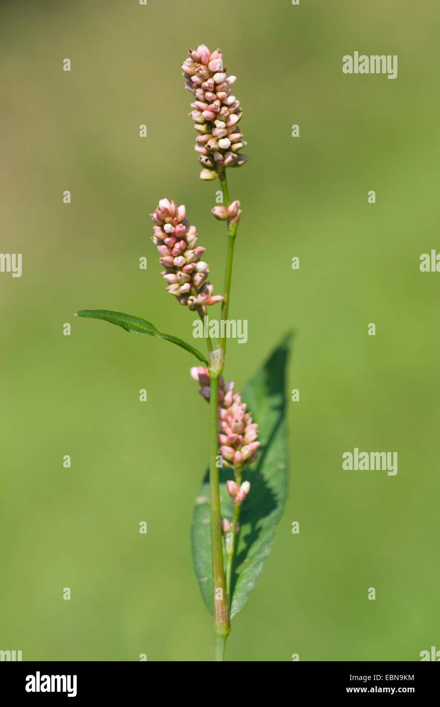 Redshank, Persicaria, Redleg, Lady's-thumb, Spotted Ladysthumb, Gambetta (Polygonum persicaria, Persicaria maculosa), inflorescence, Germany Stock Photo