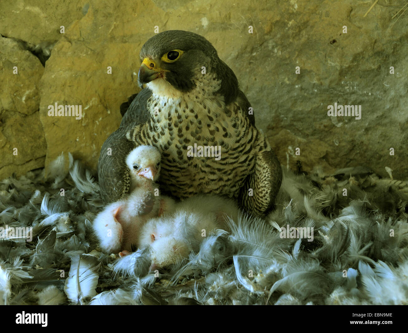 peregrine falcon (Falco peregrinus), female gathering the chicks under the wings, Germany, Baden-Wuerttemberg Stock Photo