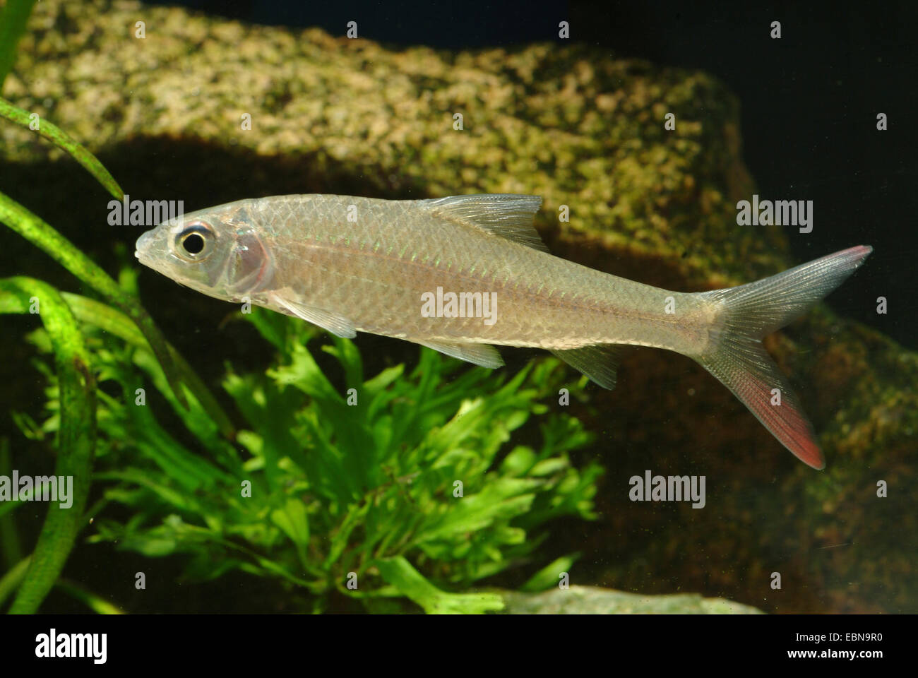 Redtail barb (Discherodontus ashmeadi), swimming Stock Photo
