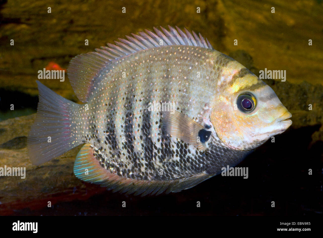 Banded chromide, Pearl spot chromide, Silver or green Chromide, Upside Down Sleep (Etroplus suratensis), swimming Stock Photo