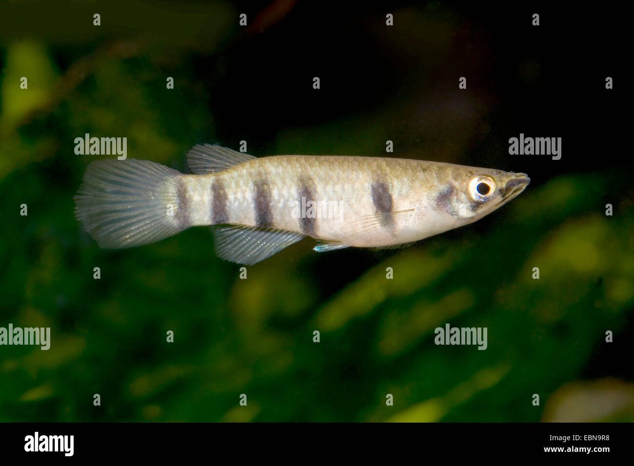 Daget's Panchax, Arnold's Killie (Epiplatys dageti dageti), swimming Stock Photo