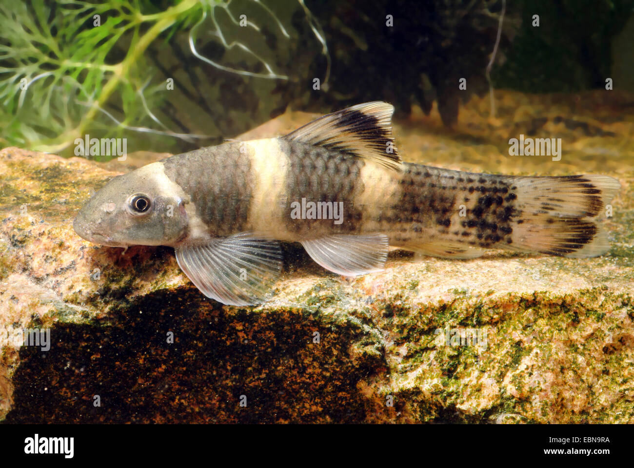 Panda garra (Garra flavatra), male Stock Photo