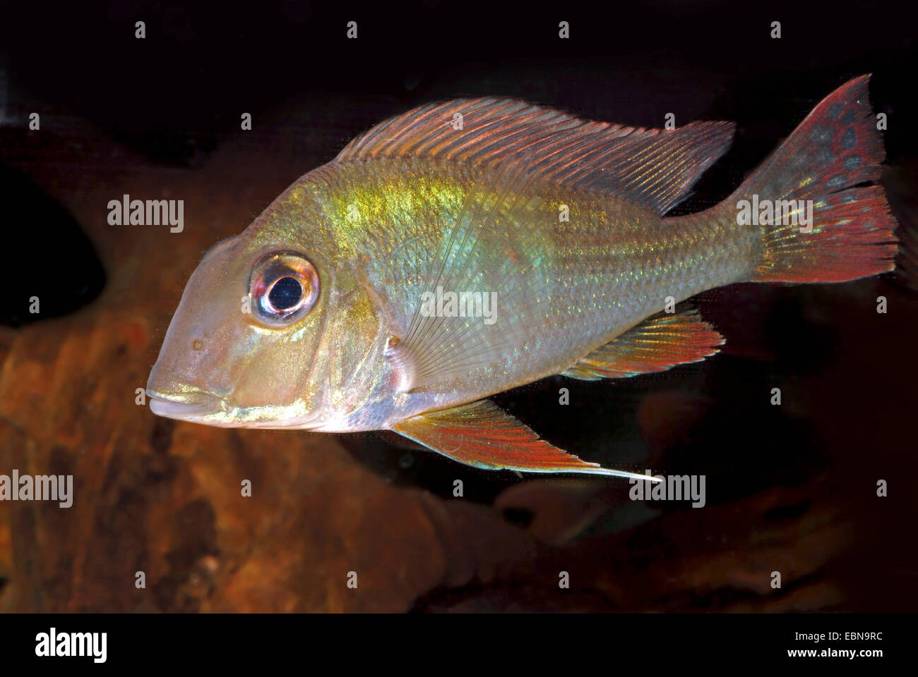 Surinam pearl cichlid, Surinam Geophagus (Geophagus surinamensis), swimming Stock Photo
