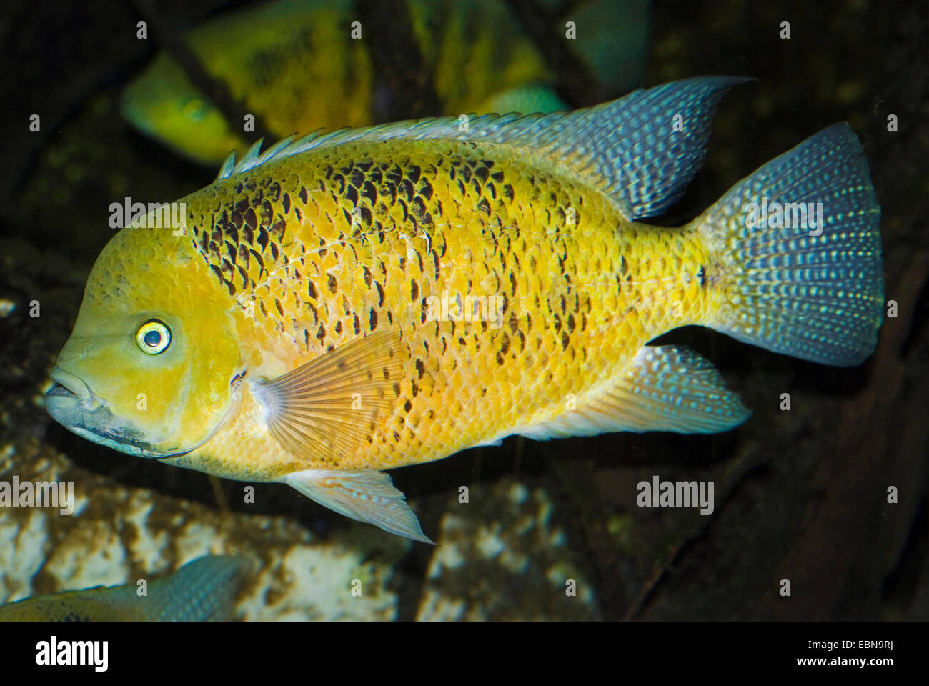Chisel-tooth cichlid (Herichthys bocourti), swimming Stock Photo