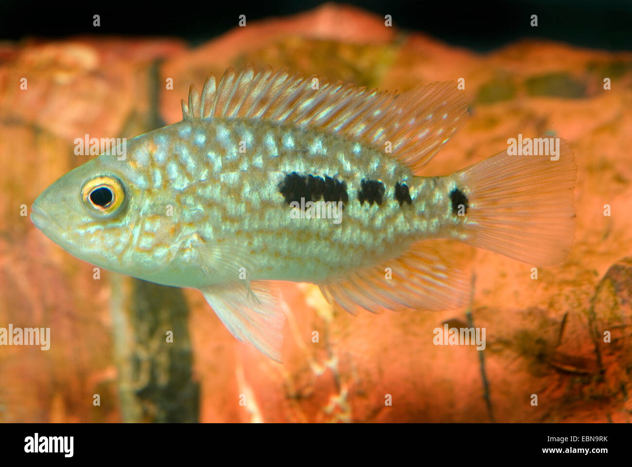 Pearl Cichlid; Green Cichlid (Herichthys carpinte), swimming Stock Photo