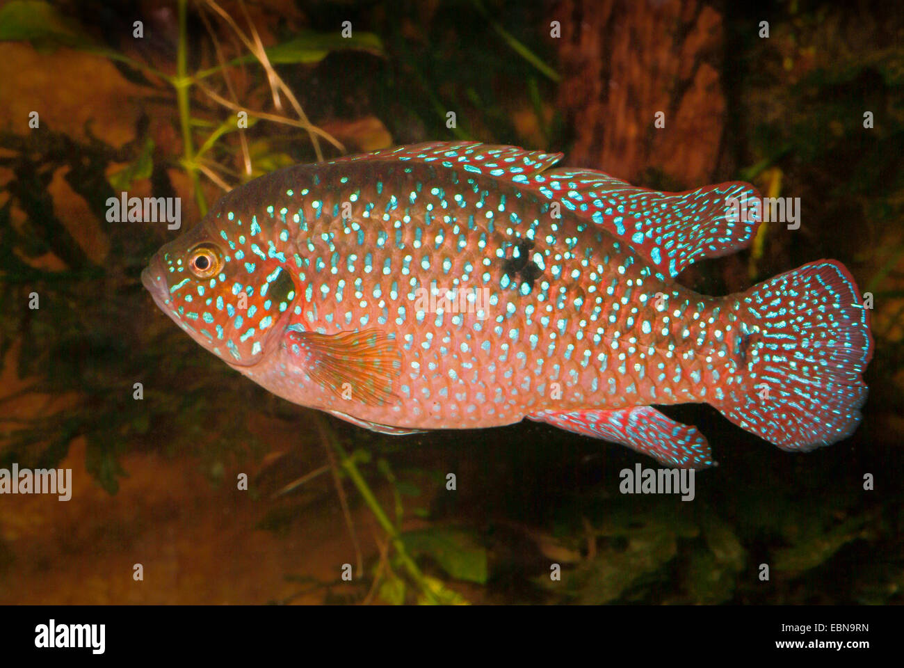 Jewel fish, Jewelfish, Red jewel fish, Red cichlid, Banded Jewel fish (Hemichromis bimaculatus, Hemichromis guttatus), swimming Stock Photo