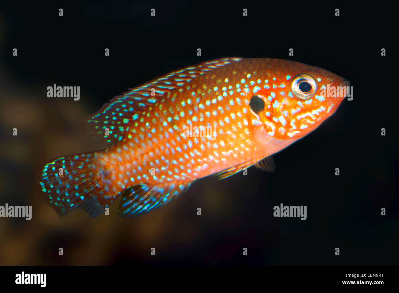 Blood Red Jewel fish, Blood Red Jewel (Hemichromis lifalili), swimming Stock Photo