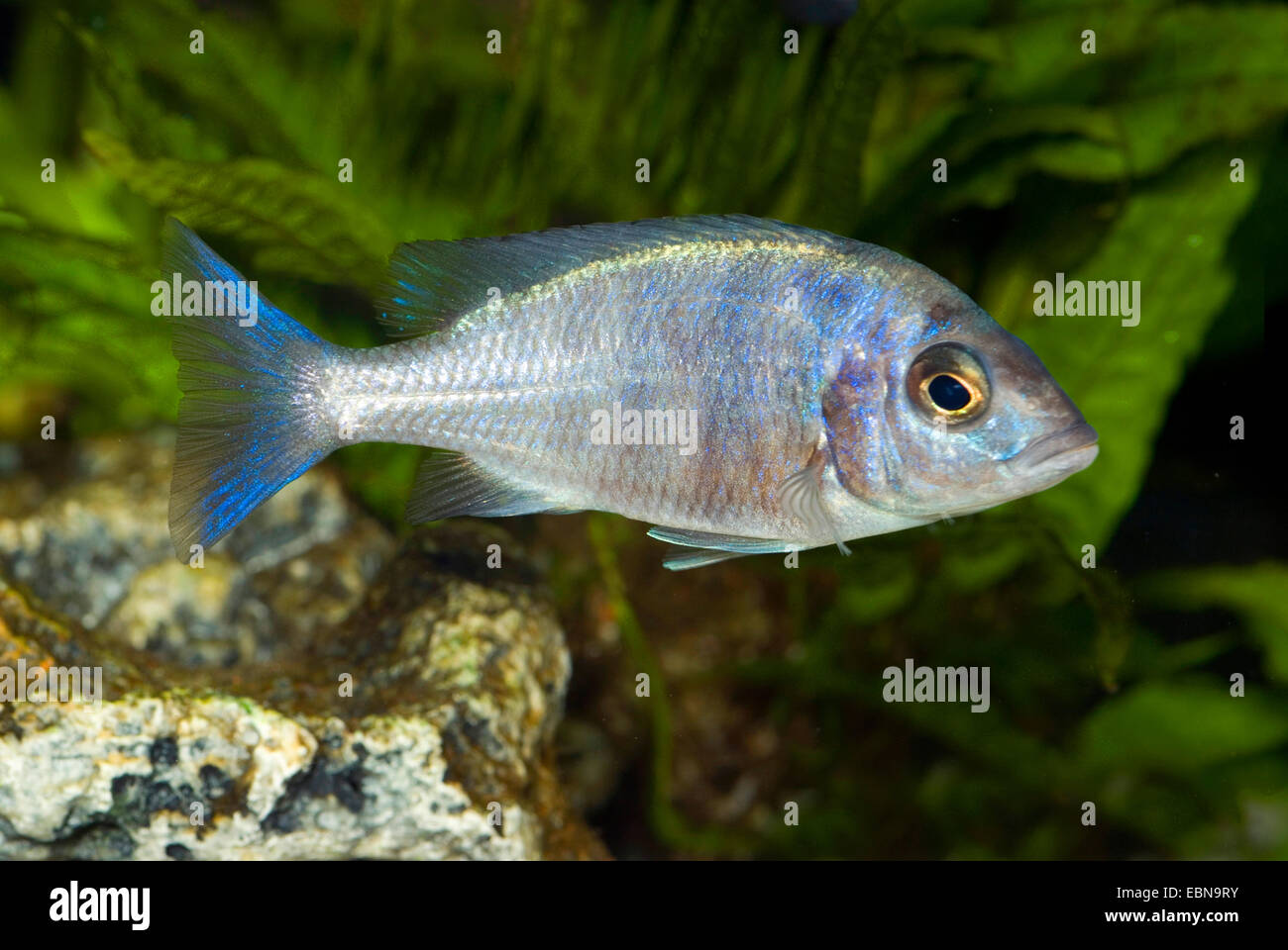Malawi cichlid (Placidochromis phenochilus), swimming Stock Photo