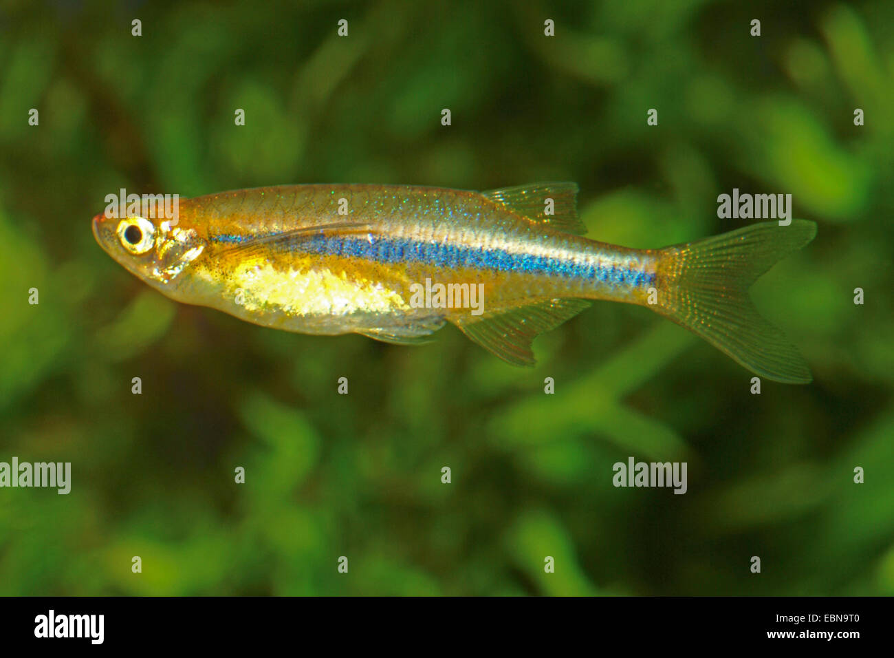 Dadyburjor's hatchetfish, Orange hatchetfish, Orange chela (Chela dadyburjori), swimming Stock Photo