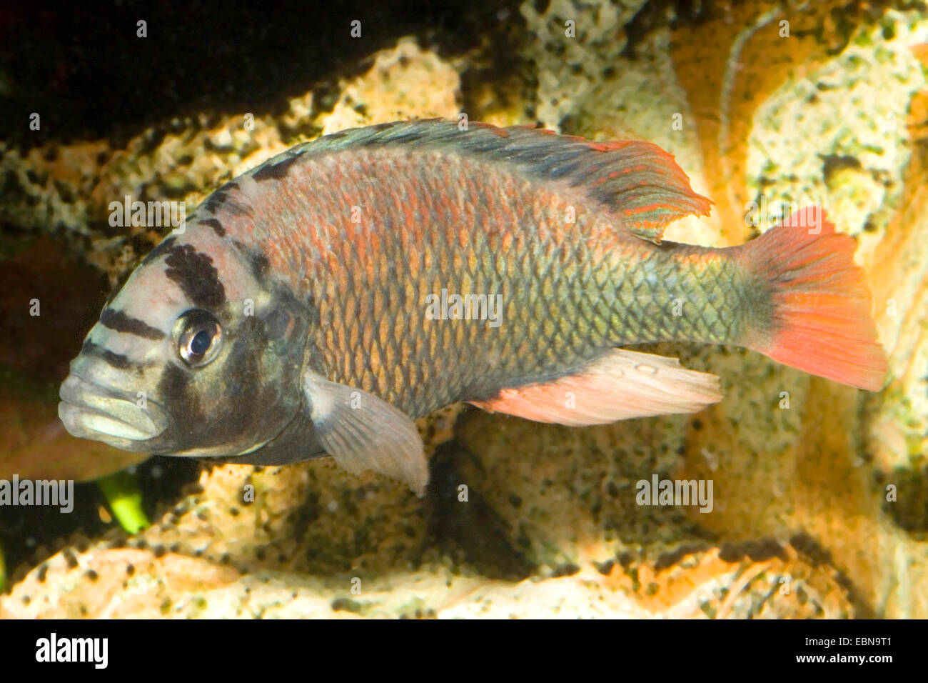 Victoria Rainbow-Haplochromis (Haplochromis obliquidens), swimming Stock Photo