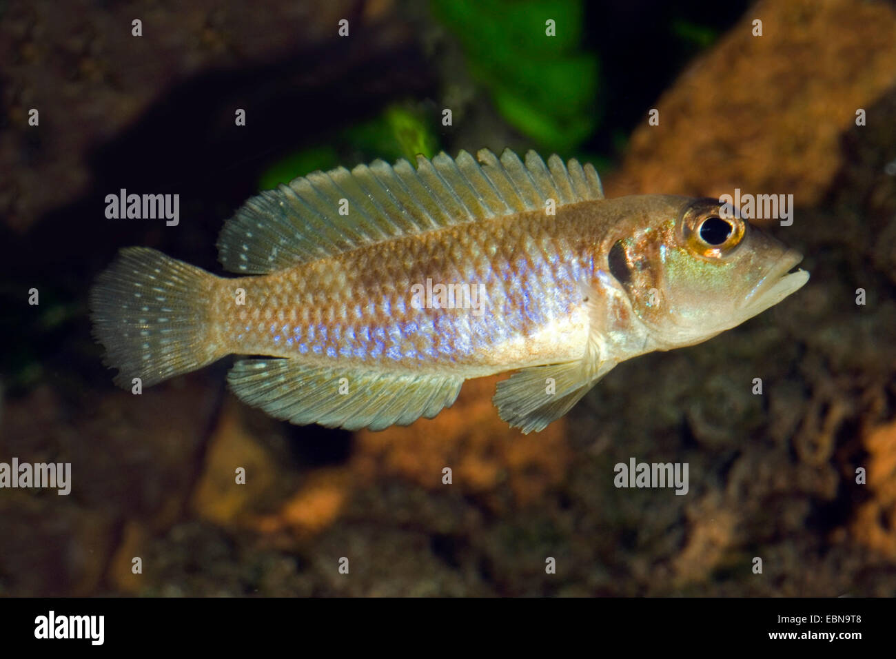 Tanganjika Shell Cichlid (Telmatochromis vittatus), swimming Stock Photo
