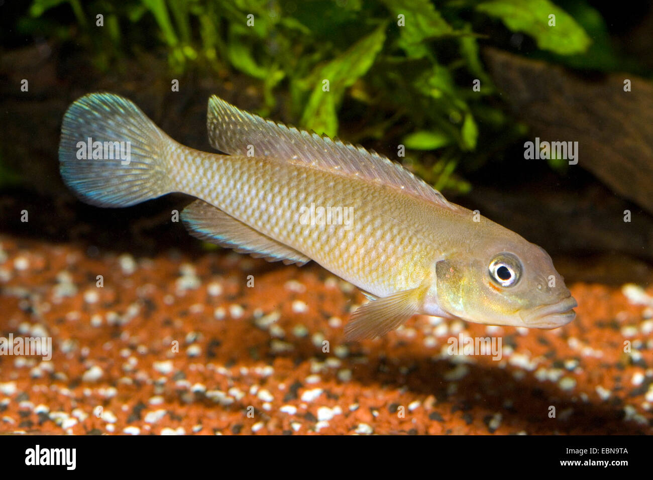 Congo Ground Cichlid (Lamprologus congoensis), swimming Stock Photo