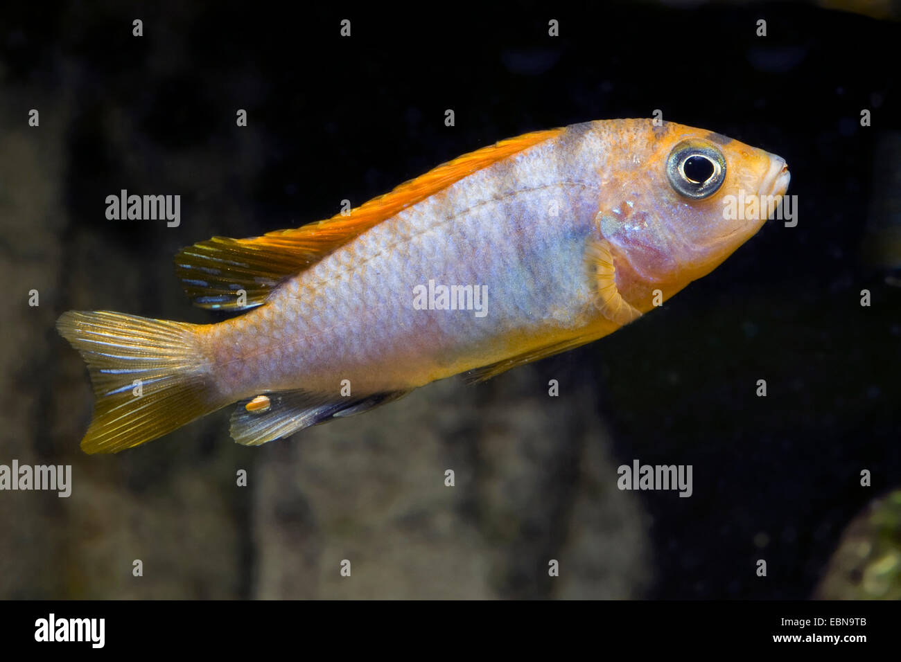 Malawi Cichlid (Labidochromis Hongi), breed Hongi Stock Photo