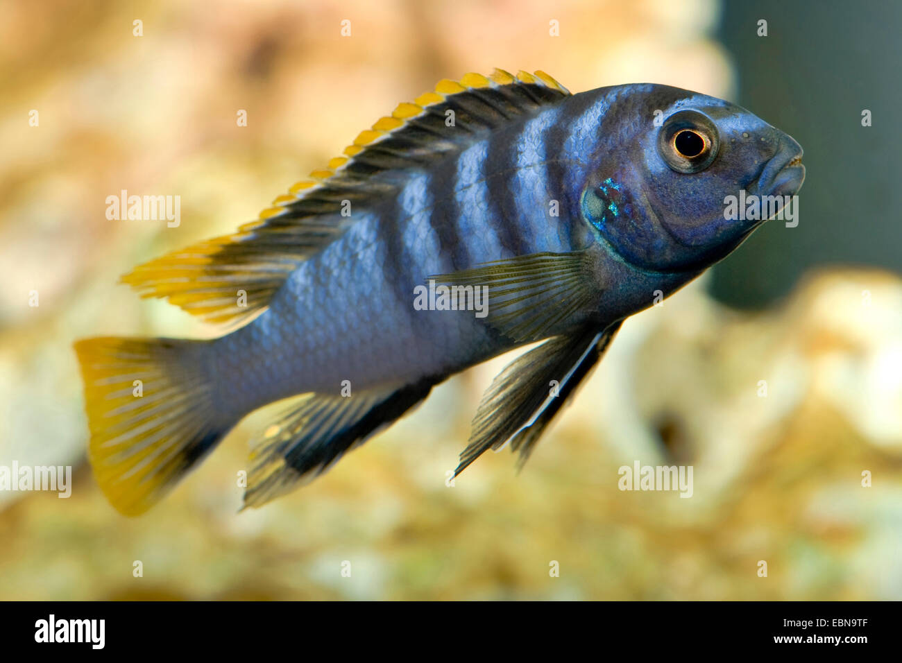 Malawi Cichlid (Labidochromis Mbamba Bay), breed Mbamba Bay Stock Photo