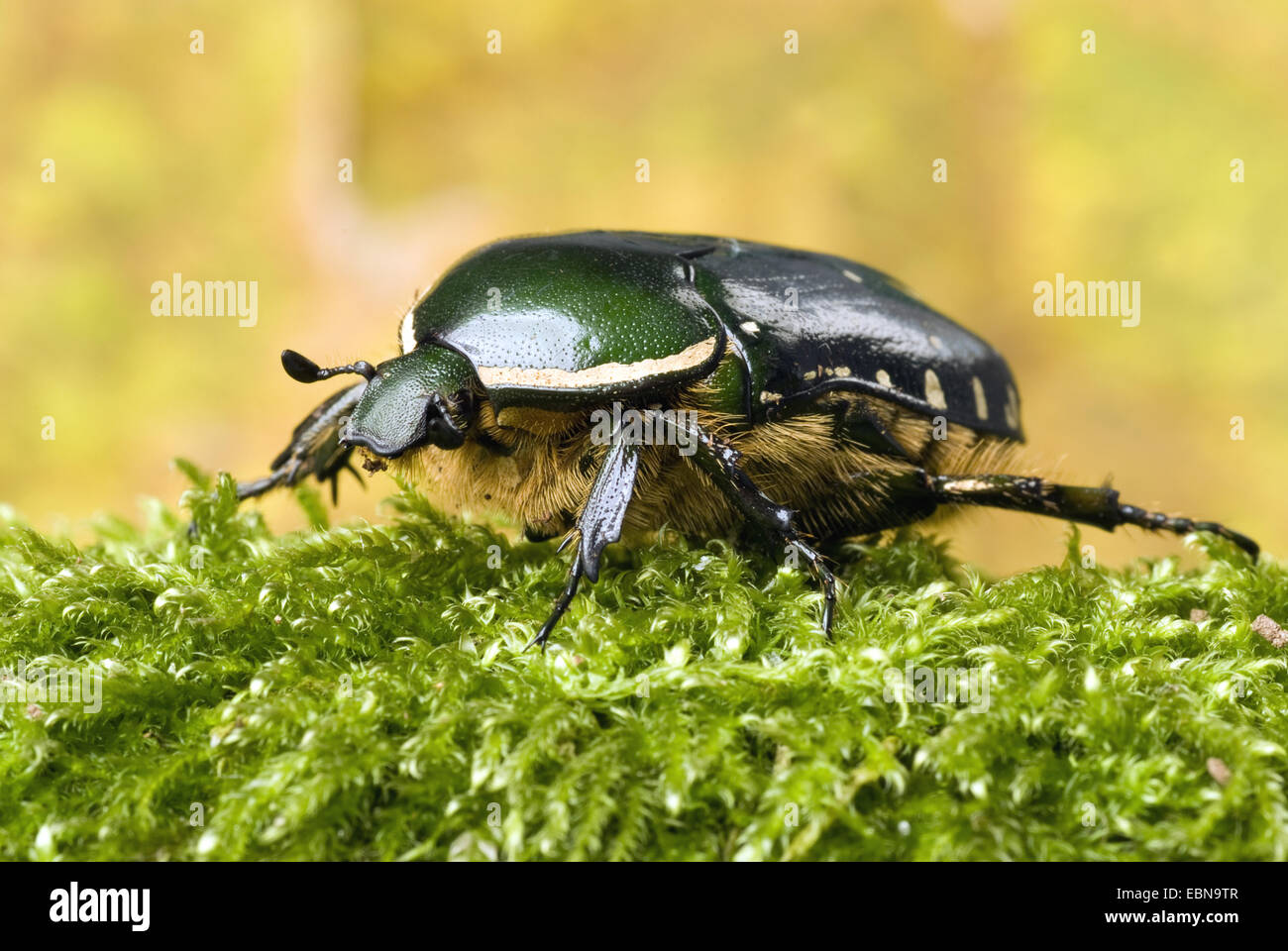 Emerald fruit chafer hires stock photography and images Alamy