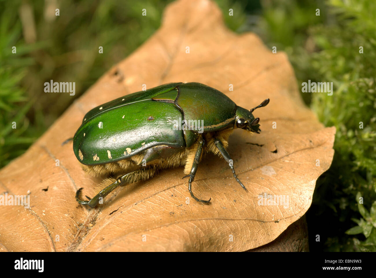 Emerald Fruit Chafer (Rhabdotis aulica), side view Stock Photo Alamy