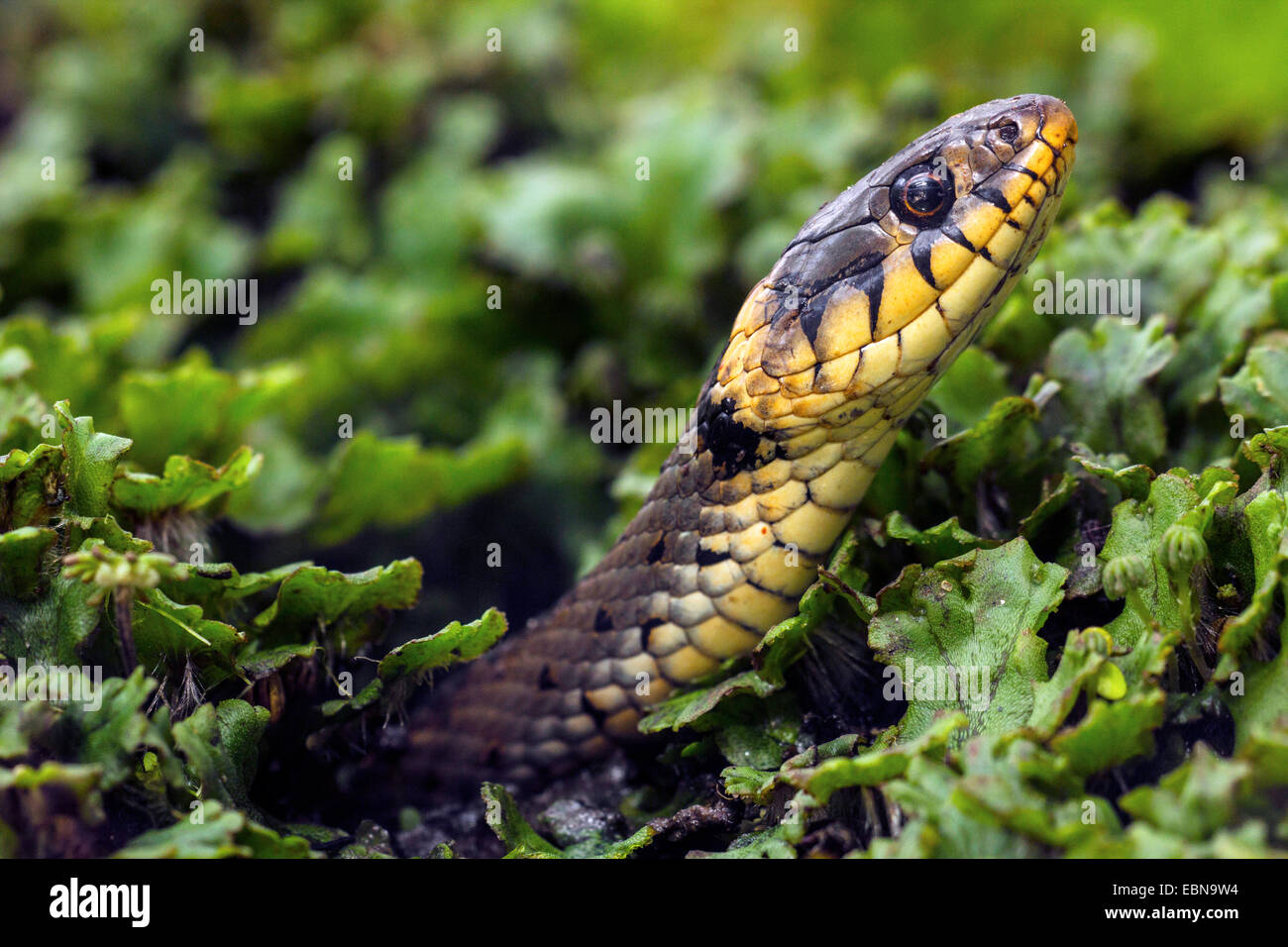 grass snake (Natrix natrix), female peering amongst moss, Germany, Bavaria, Isental Stock Photo