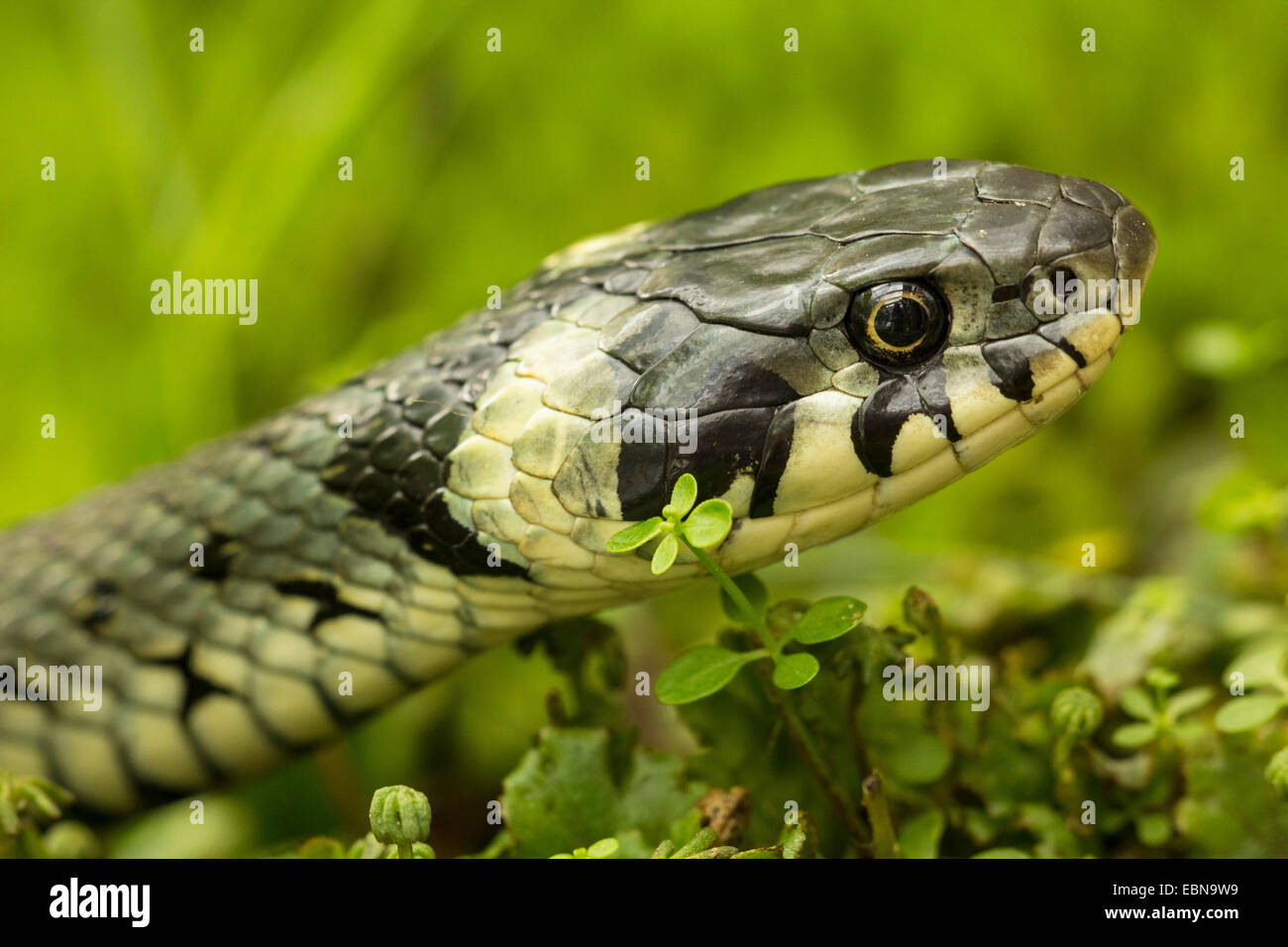 grass snake (Natrix natrix), portrait of a female, Germany, Bavaria Stock Photo